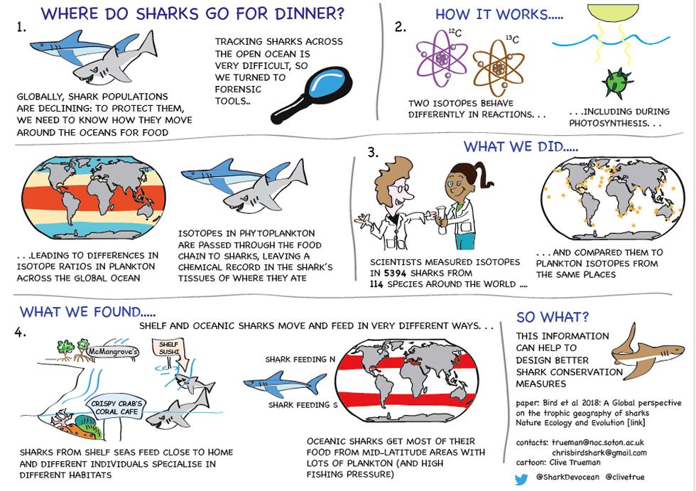 Global analysis reveals how sharks travel the oceans to find food